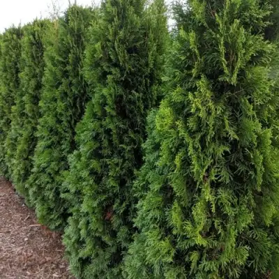Туя ПИРАМИДАЛИС КОМПАКТА западная в Солигорске