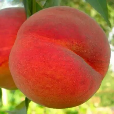 Персик МАЙСКИЙ ЦВЕТОК в Солигорске