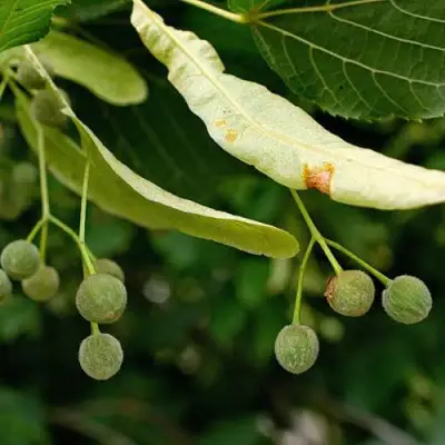 Липа сердцевидная в Солигорске