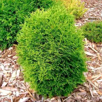 Туя ВОТЕРФИЛД западная в Солигорске