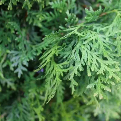 Туя ПИРАМИДАЛИС КОМПАКТА западная в Солигорске