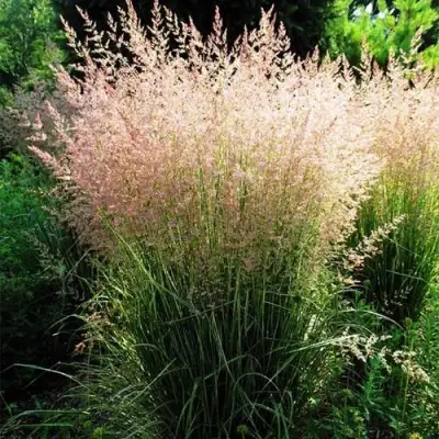 Молиния ФОНТЕЙН тростниковая в Солигорске