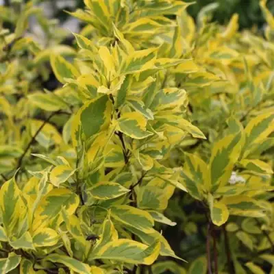 Дерен ШПЕТА белый в Солигорске