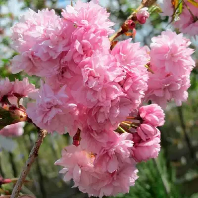 Сакура КИКУ ШИДАРЕ в Солигорске