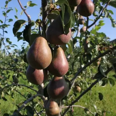Груша БРЯНСКАЯ КРАСАВИЦА в Солигорске