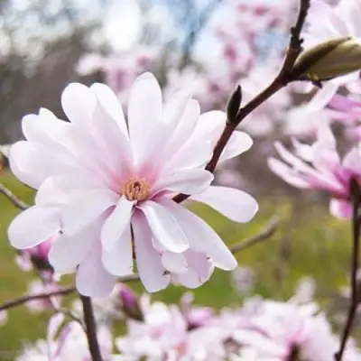 Магнолия РОЗЕЯ в Солигорске