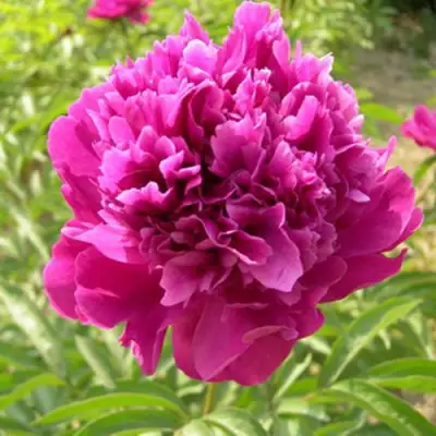 Пион КИТАЙСКИЙ ШЕЛК травянистый в Солигорске