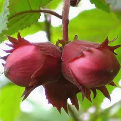 Фундук АЙВЕНГО в Солигорске