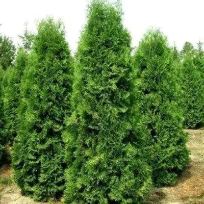 Туя ПИРАМИДАЛИС КОМПАКТА западная в Солигорске