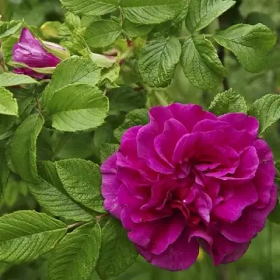 Шиповник ХАНСА в Солигорске