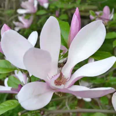 Магнолия ДЖОРДЖ ГЕНРИ КЕРН в Солигорске