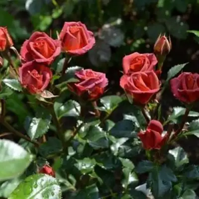 Роза ЧОКОЧИНО спрей в Солигорске