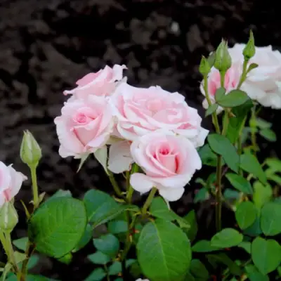 Роза ФЛАМИНГО чайно-гибридная в Солигорске