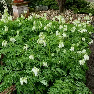 Дицентра красивая АВРОРА в Солигорске