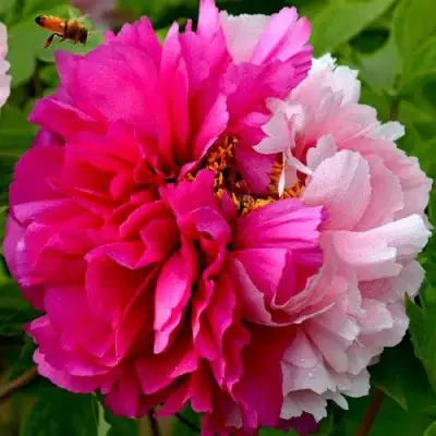 Пион ДВЕ СЕСТРЫ древовидный в Солигорске