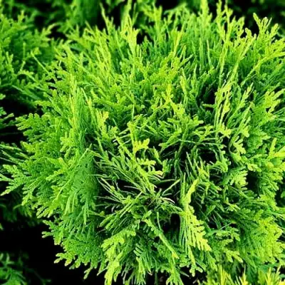 Туя ДАНИКА западная в Солигорске