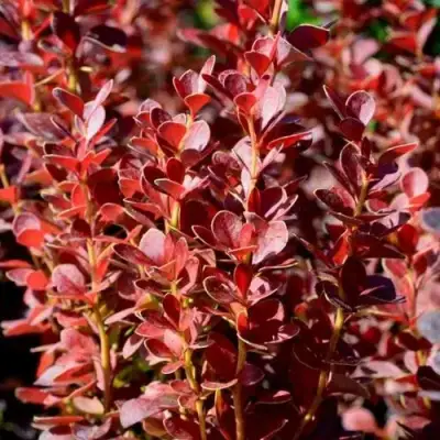 Барбарис ВУЛКАНО тунберга в Солигорске