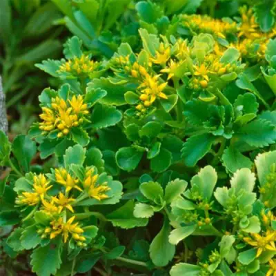 Очиток (седум) ИММЕРГРУН камчатский в Солигорске