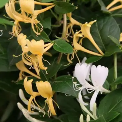 Жимолость ХАЛЛИАНА японская (Хелиана) в Солигорске