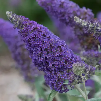 Буддлея НАНО ПЕРПЛ  в Солигорске