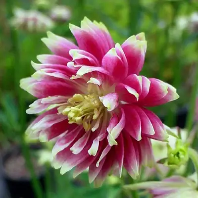 Аквилегия БАРЛОУ НОРА гибрид МакКаны в Солигорске