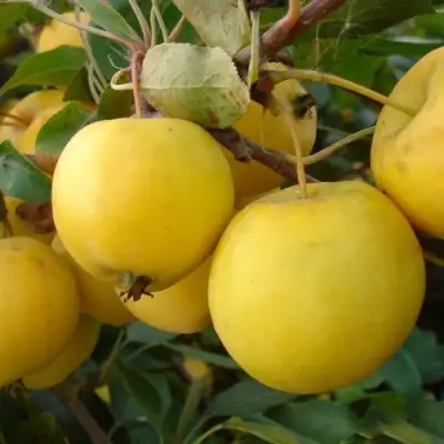 Яблоня УРАЛЬСКОЕ НАЛИВНОЕ в Солигорске