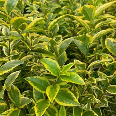 Бирючина АУРЕУМ овальнолистная в Солигорске