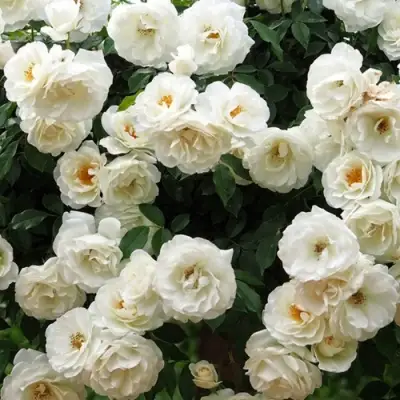 Роза АЙСБЕРГ флорибунда в Солигорске