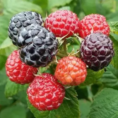 Малина БРИСТОЛЬ в Солигорске