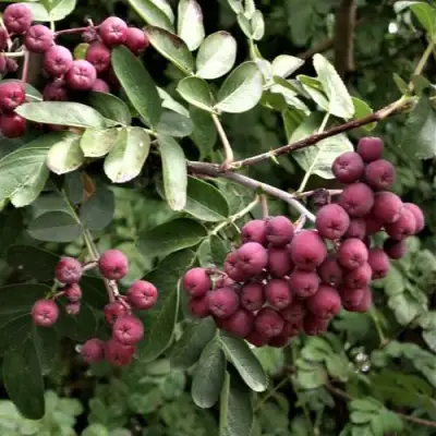 Рябина ДЕСЕРТНАЯ МИЧУРИНА сладкоплодная в Солигорске