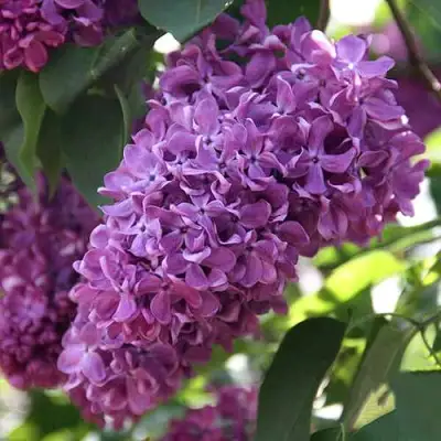 Сирень КАПИТАН ГАСТЕЛЛО в Солигорске