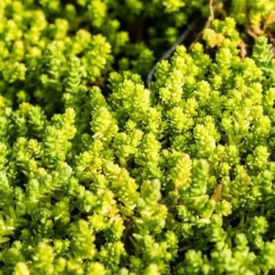 Очиток (седум) ЙЕЛЛОУ КВИН едкий в Солигорске