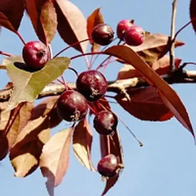 Яблоня РОЯЛТИ декоративная в Солигорске