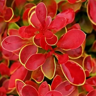 Барбарис КОРАЛ тунберга в Солигорске