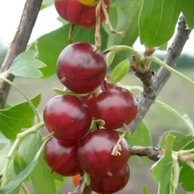 Смородина золотистая КЛЮКВЕННАЯ в Солигорске