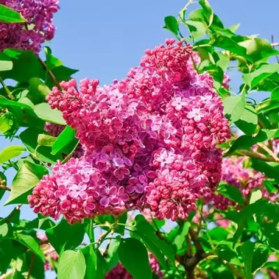 Сирень КРАСНАЯ МОСКВА в Солигорске