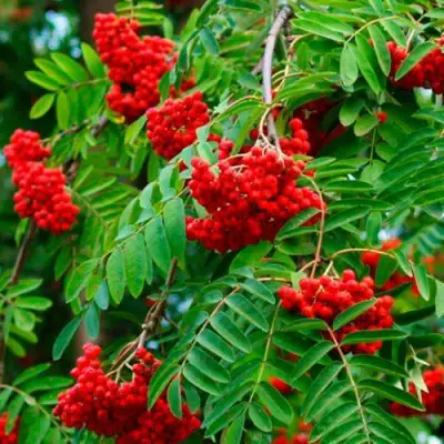 Рябина ПЛАКУЧАЯ сладкоплодная в Солигорске