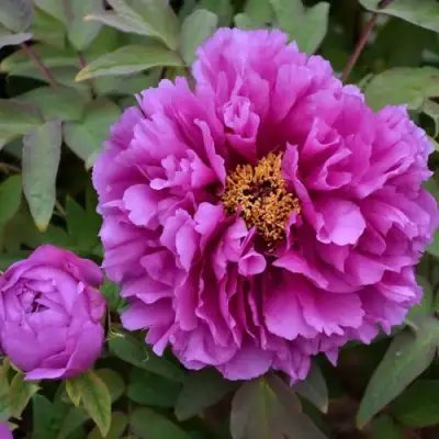 Пион ЛИЛОВАЯ ФАНТАЗИЯ древовидный в Солигорске