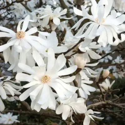 Магнолия РОЯЛ СТАР в Солигорске