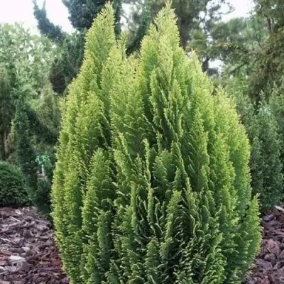 Кипарисовик ЭЛВУДИ ЭМПАЙР лавсона в Солигорске