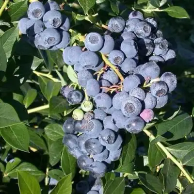 Голубика БОНУС в Солигорске