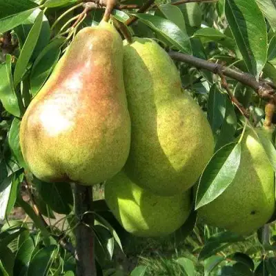 Груша БЕРЕ ЛЮКА в Солигорске