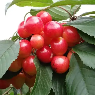 Черешня ГАСТИНЕЦ в Солигорске