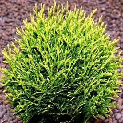 Туя ВОТЕРФИЛД западная в Солигорске