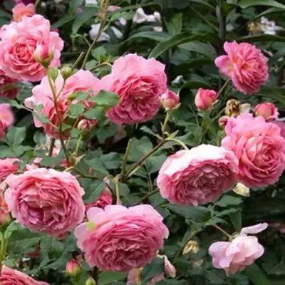 Роза ДЖУБИЛИ СЕЛЕБРЕЙШН английская в Солигорске