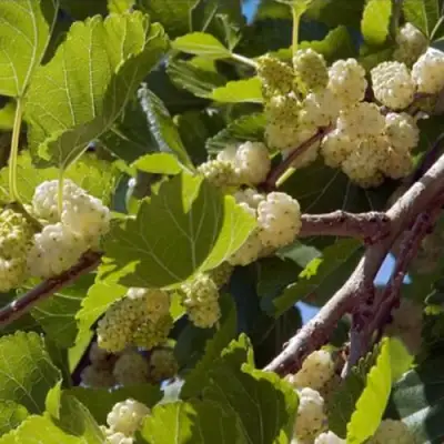 Шелковица БЕЛАЯ АЛЬБА в Солигорске