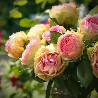 Роза ПИТАХАЙЯ чайно-гибридная в Солигорске