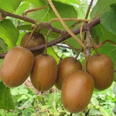 Актинидия ХЕЙВАРД киви в Солигорске