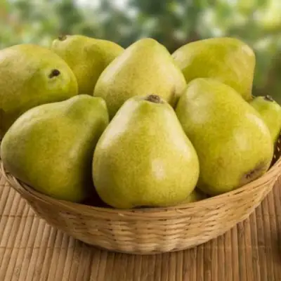 Груша ВИЛИЯ в Солигорске