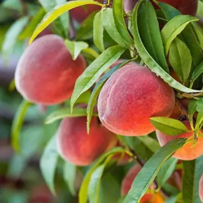 Персик РЕД ХЕВЕН в Солигорске